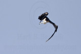 _MG_1121 Magnificent Frigatebird.jpg