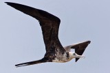 _MG_1395 Magnificent Frigatebird.jpg