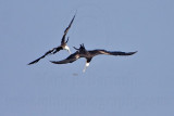 _MG_2565 Magnificent Frigatebird.jpg