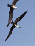 _MG_3334 Magnificent Frigatebird.jpg