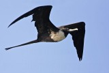 _MG_4855 Magnificent Frigatebird.jpg