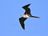_MG_0067 Magnificent Frigatebird.jpg