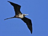 _MG_0296 Magnificent Frigatebird.jpg