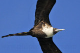 _MG_0300 Magnificent Frigatebird.jpg