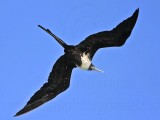 _MG_0302 Magnificent Frigatebird.jpg