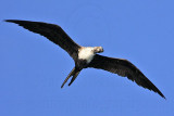 _MG_0382 Magnificent Frigatebird.jpg
