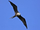 _MG_0395 Magnificent Frigatebird.jpg