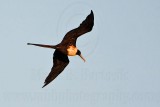 _MG_1234 Magnificent Frigatebird.jpg