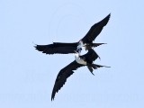 Magnificent Frigatebird - intraspecific - mid-air disputes