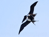 _MG_8789 Magnificent Frigatebird.jpg