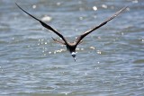 _MG_8834 Magnificent Frigatebird.jpg