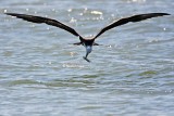 _MG_8836 Magnificent Frigatebird.jpg
