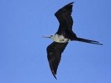 _MG_8975 Magnificent Frigatebird.jpg