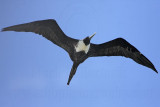 _MG_9071 Magnificent Frigatebird.jpg