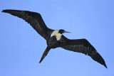 _MG_9083 Magnificent Frigatebird.jpg