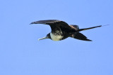 _MG_9704 Magnificent Frigatebird.jpg