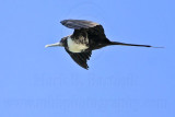_MG_9706 Magnificent Frigatebird.jpg