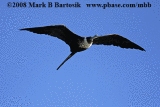 Magnificent Frigatebird_MG_9745-7.gif