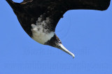 _MG_9913crop Magnificent Frigatebird.jpg