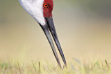_MG_8313 Sandhill Crane.jpg