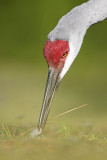 _MG_8485 Sandhill Crane.jpg