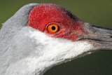 _MG_9080 Sandhill Crane.jpg
