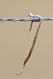 _MG_1743 Loggerhead Shrike - Food.jpg