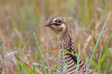 _MG_9497 Attwaters Prairie-Chicken.jpg