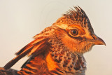 _MG_5265 Attwaters Prairie-Chicken.jpg