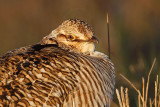 _MG_6182 Attwaters Prairie-Chicken.jpg