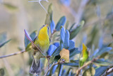_MG_1828 Tropical Parula.jpg