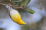 _MG_1930 Tropical Parula.jpg