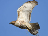 _MG_5317 Red-tailed Hawk.jpg