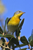 _MG_6018 Tropical Parula.jpg
