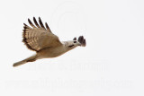 _MG_8663 Red-tailed Hawk.jpg