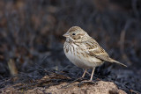 _MG_7793 Vesper Sparrow.jpg