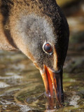 _MG_6452 Virginia Rail.jpg