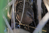 _MG_0109 Virginia Rail.jpg