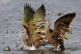 _MG_5204 White-faced Ibis.jpg