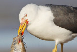 _MG_2020crop Lesser Black-backed Gull.jpg