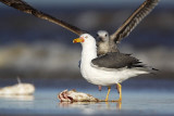 _MG_2454 Lesser Black-backed Gull & Herring Gull.jpg