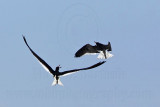 _MG_0971 Black Skimmer.jpg