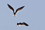 _MG_0973 Black Skimmer.jpg