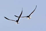 _MG_0976 Black Skimmer.jpg