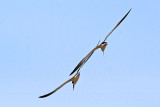 _MG_0987 Black Skimmer.jpg