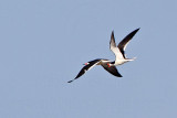_MG_1013 Black Skimmer.jpg