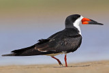 _MG_9207 Black Skimmer.jpg