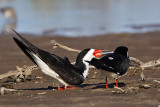 _MG_6177 Black Skimmer.jpg