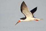 _MG_6528 Black Skimmer.jpg