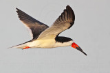 _MG_6716 Black Skimmer.jpg